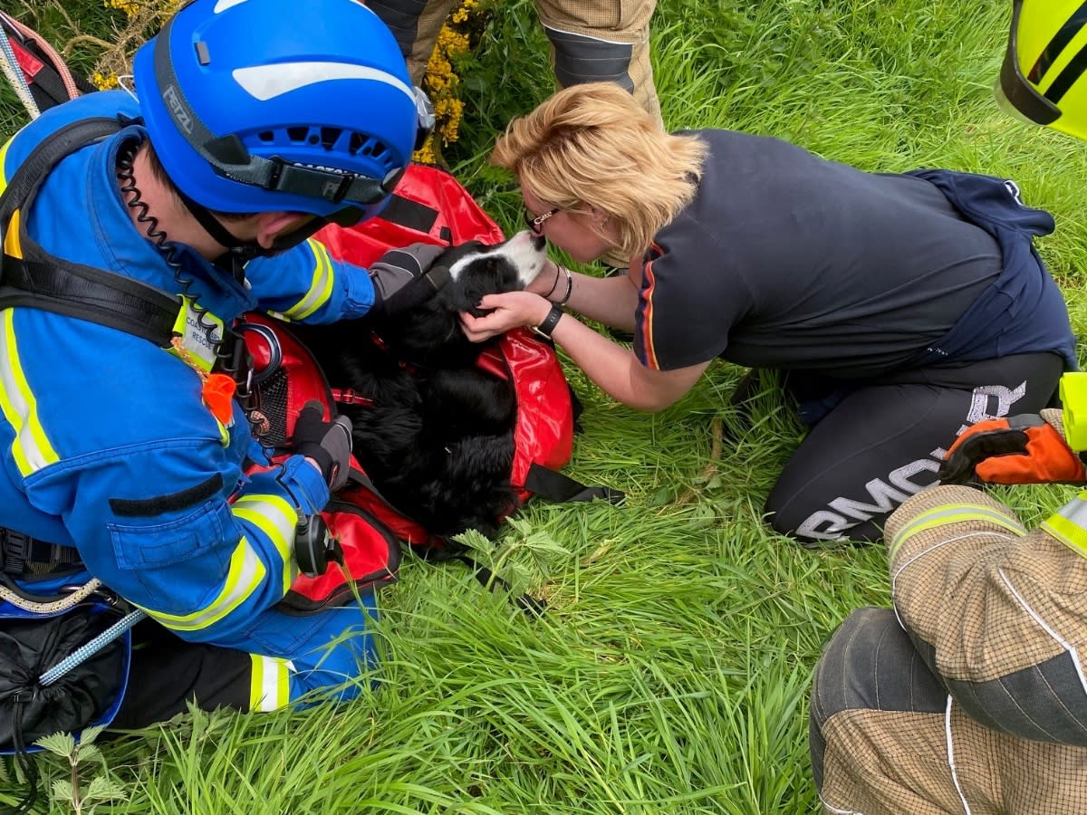 Collie pup Bailey was reunited with his relieved owner Nicola Jones. (SWNS)
