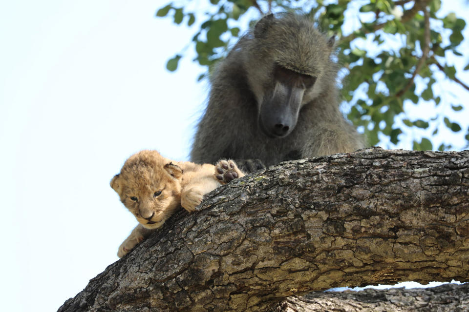 In this photo taken Saturday, Feb. 1, 2020, a male baboon preens a lion cub in a tree While the rest of the baboon troop settled down, the male “moved from branch to branch, grooming and carrying the cub for a long period of time,” said Schultz. in the Kruger National Park, South Africa. The baboon took the little cub into the tree and preened it as if it were his own, said safari ranger Kurt Schultz who said in 20 years he had never seen such behaviour. The fate of the lion cub is unknown. (Photo Kurt Schultz via AP)