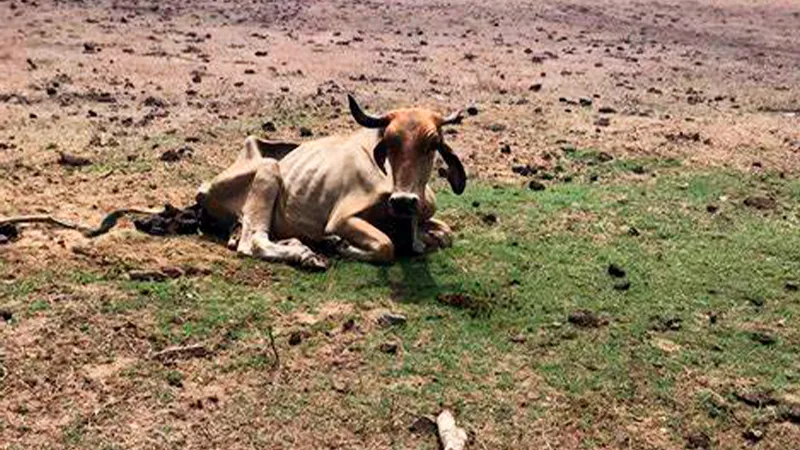 vacas África malnutrición