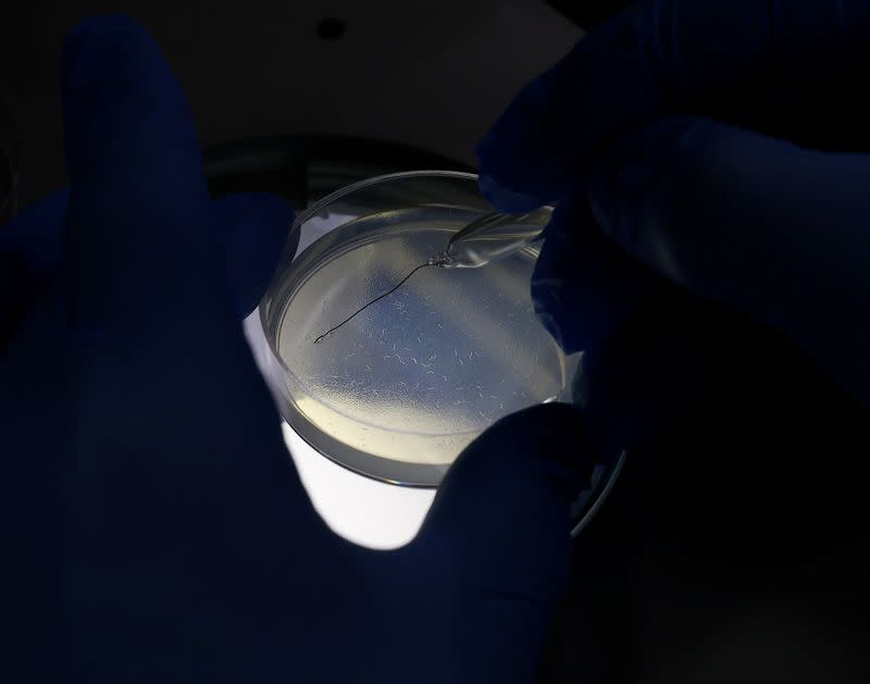 Hirotsu Bio Science Chief Technical Officer Eric Di Luccio examines nematodes in a petri dish during a photo opportunity at the company's lab in Fujisawa