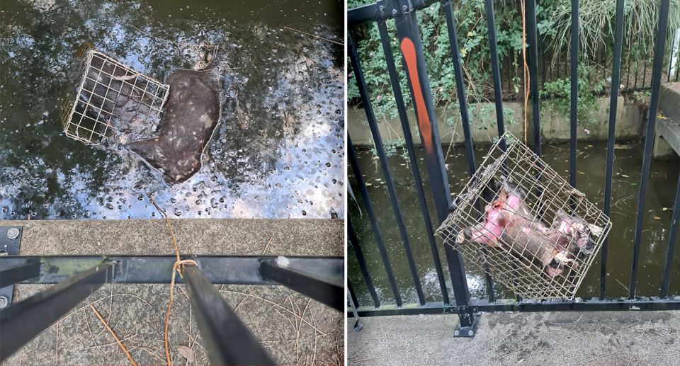 A dead possum was found in a cage in a creek at Kurnell. Source: Supplied