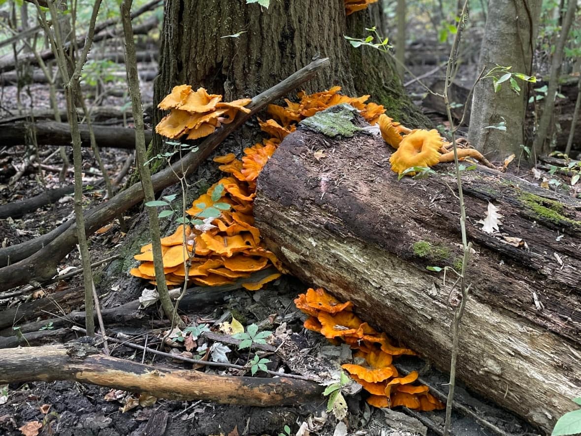 Jack-o'-lantern mushrooms growing in Devonshire Conservation Area in Windsor, Ont. The mushrooms, common in North America, glow in the dark. (Submitted by Robert Wright - image credit)