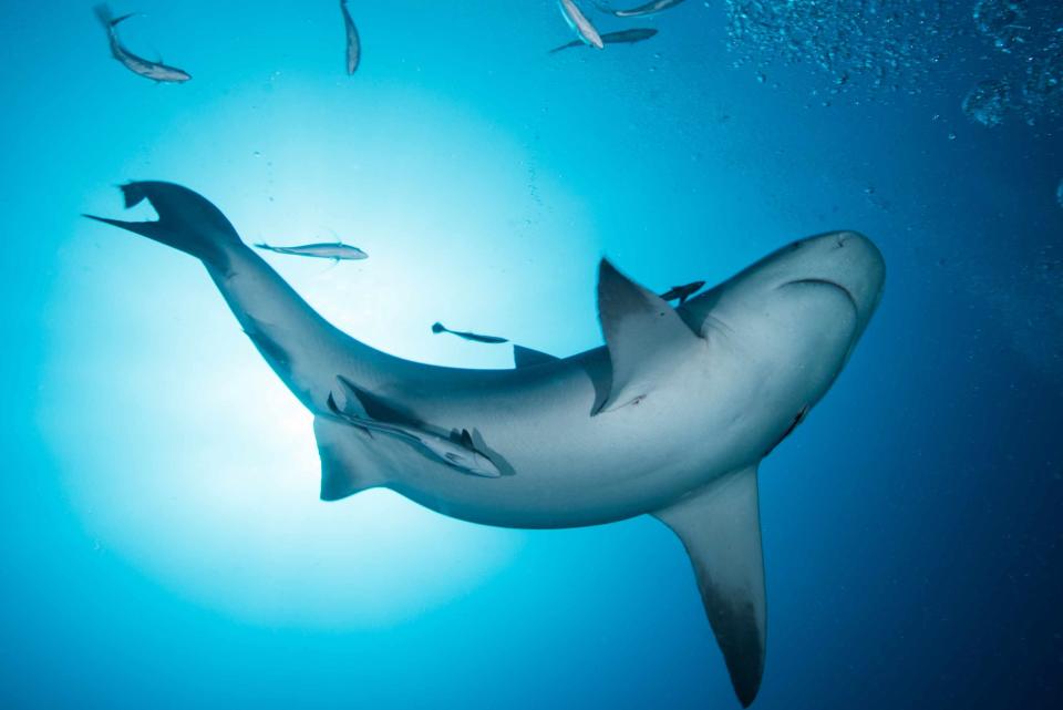 <p>Rodrigo Friscione/Getty Images </p>
 Bull sharks are listed as near threatened by the International Union for Conservation of Nature.