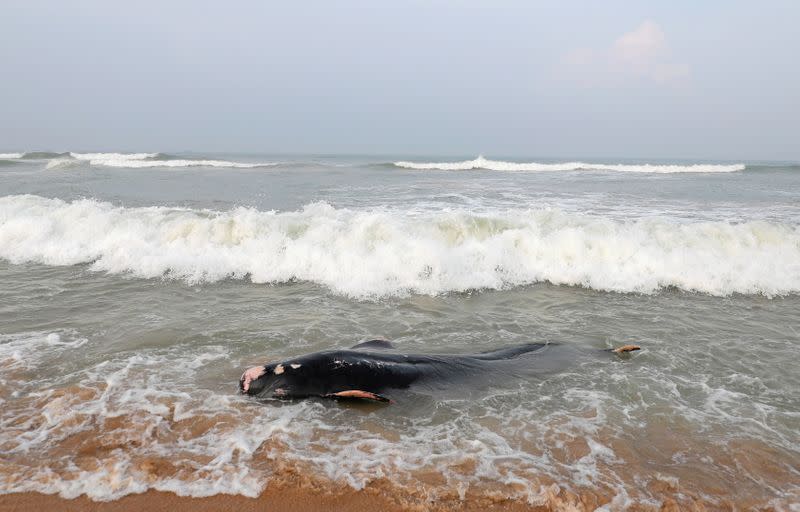 A dead pilot whale is seen after being stranded on a beach in Panadura