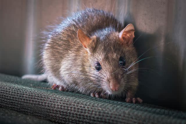 <p>Getty</p> Stock image of a rat