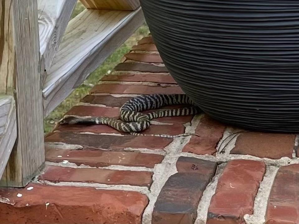 This zebra cobra was spotted on Sandringham Drive in northwest Raleigh.