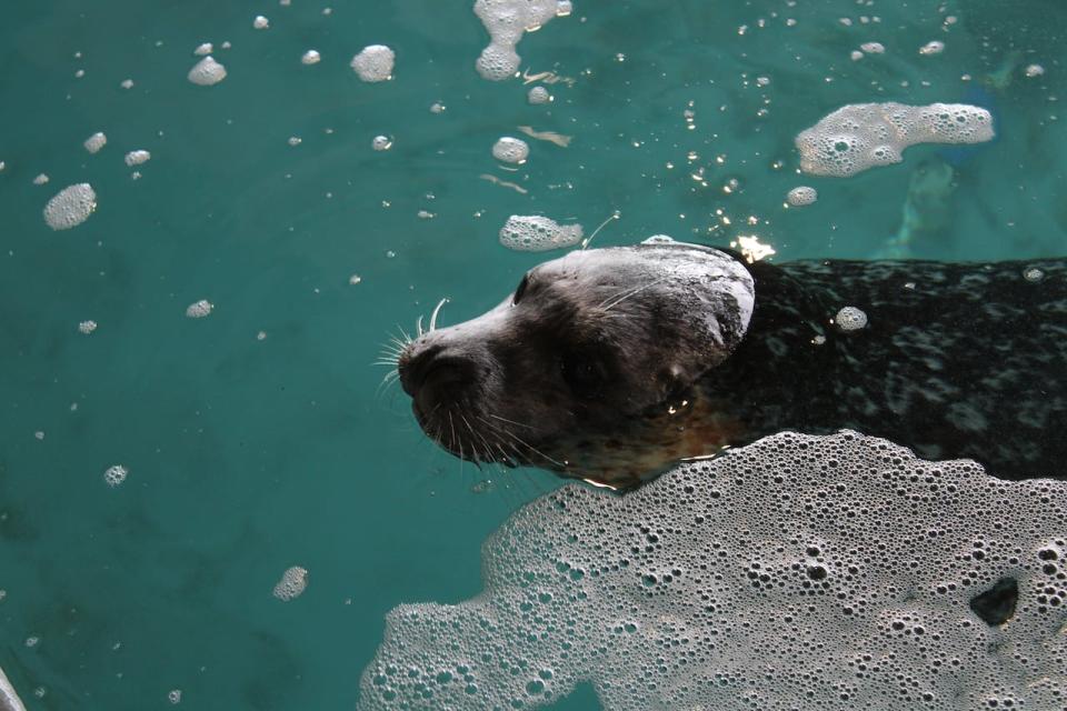 Hula in water in the seal habitat in the Edmonton Valley Zoo