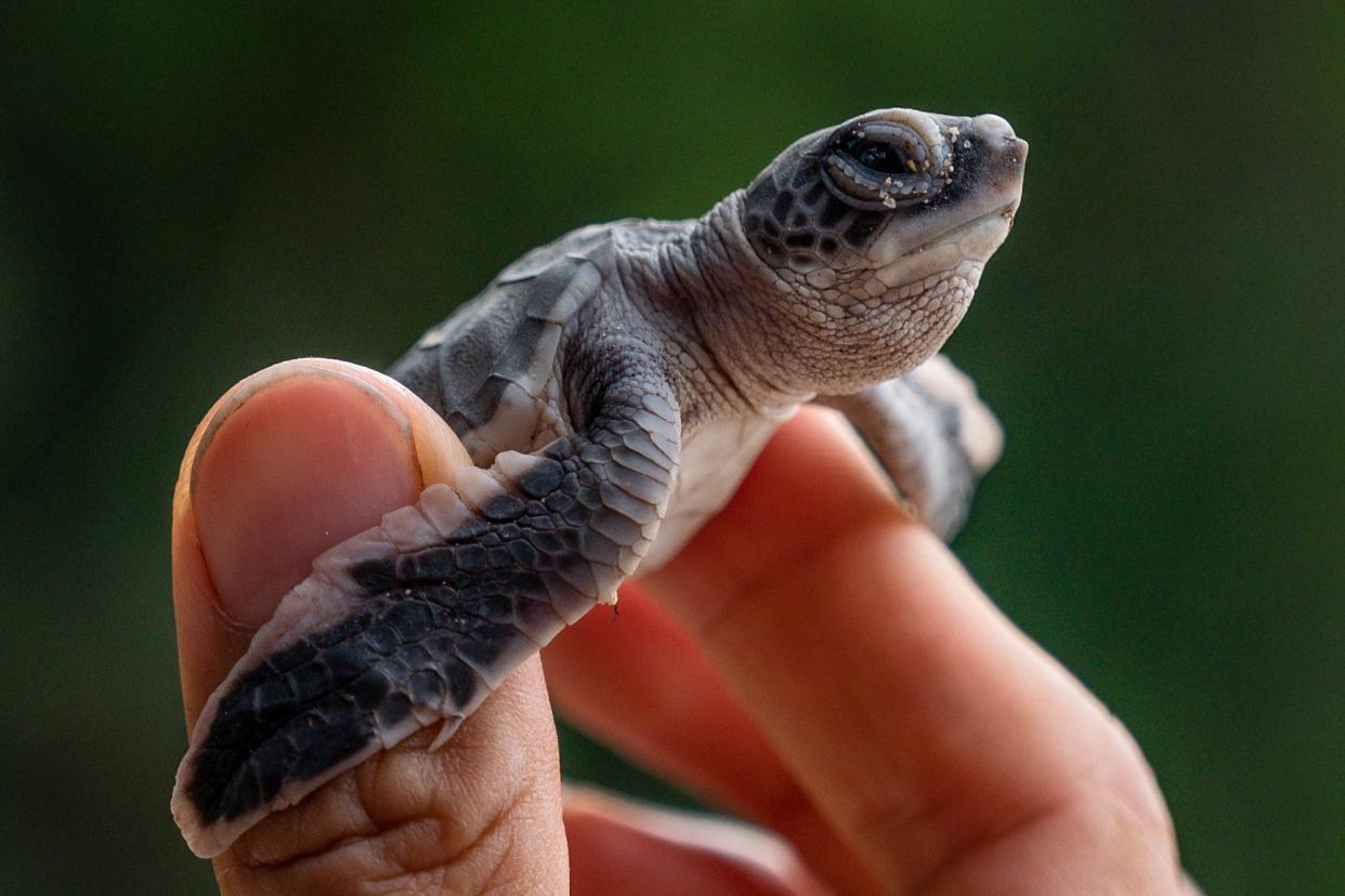 Many young turtles feed near the surface of the ocean, where plastic accumulates  (AFP via Getty Images)