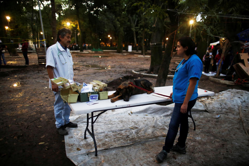 <p>A lost dog rests on a table next to vets at a provisional pet shelter after an earthquake at Condesa neighborhood in Mexico City, Mexico, Sept. 22, 2017. (Photo: Carlos Jasso/Reuters) </p>