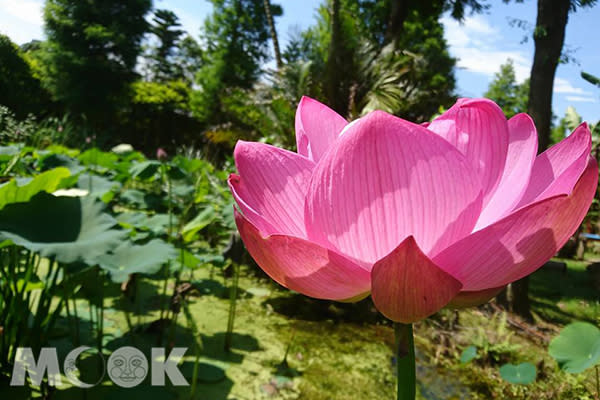 2017桃園蓮花季 (圖／桃園市政府)