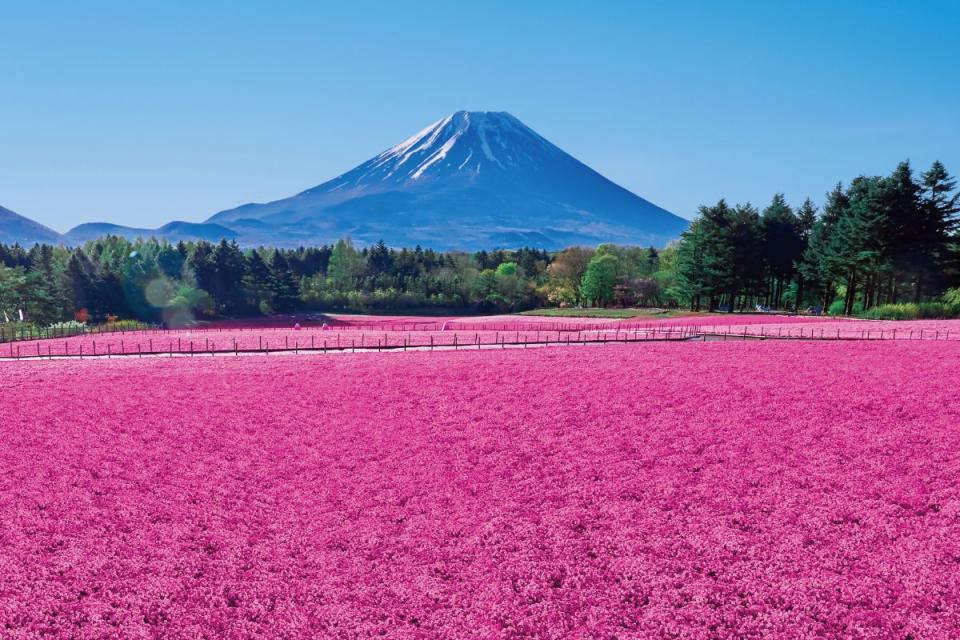 日本旅遊｜富士芝櫻祭4月開催！春天富士五湖絕景 必影富士山+粉紅芝櫻花海