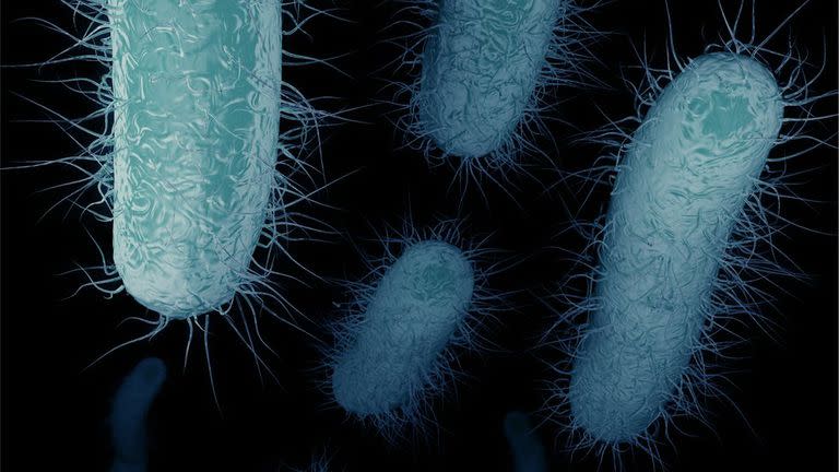 Los científicos llaman "bacterias pesadilla" a las enterobacterias resistentes a los carbapenemas o ERC.