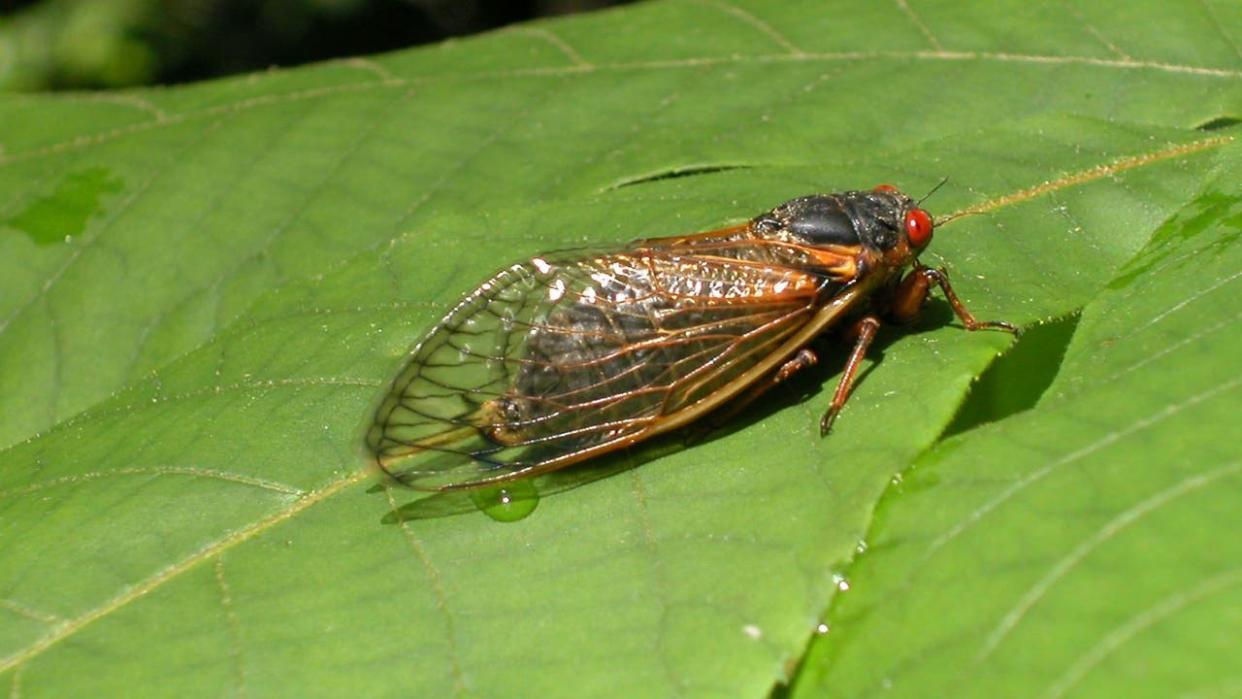 <div>A newly emerged adult cicada from brood X suns itself on a leaf May 16, 2004 in Reston, Virginia - file photo. (Photo by Richard Ellis/Getty Images)</div>