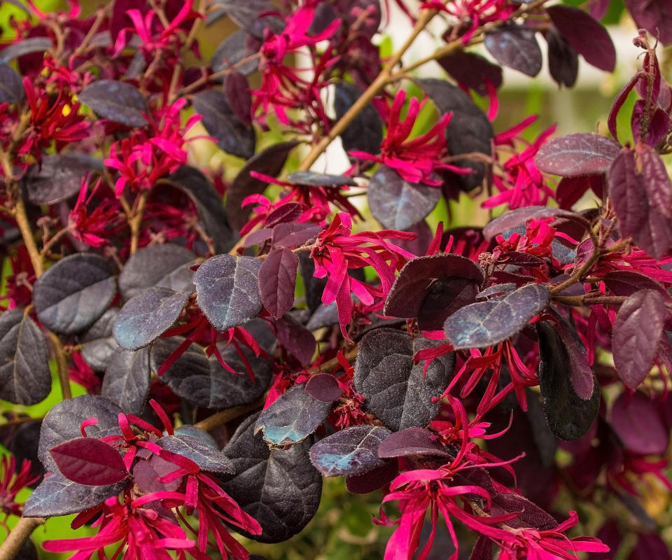 flowering loropetalum shrub