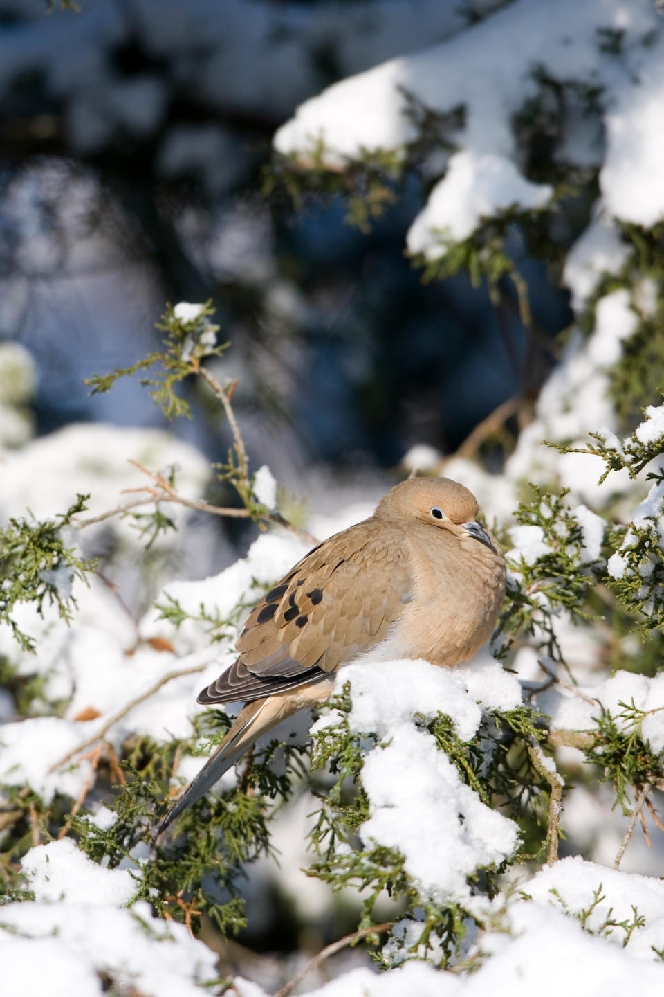 Mourning Dove