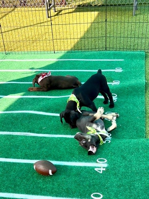 Cape Coral Animal Shelter is hosting a Puppy Bowl in advance of the Super Bowl.