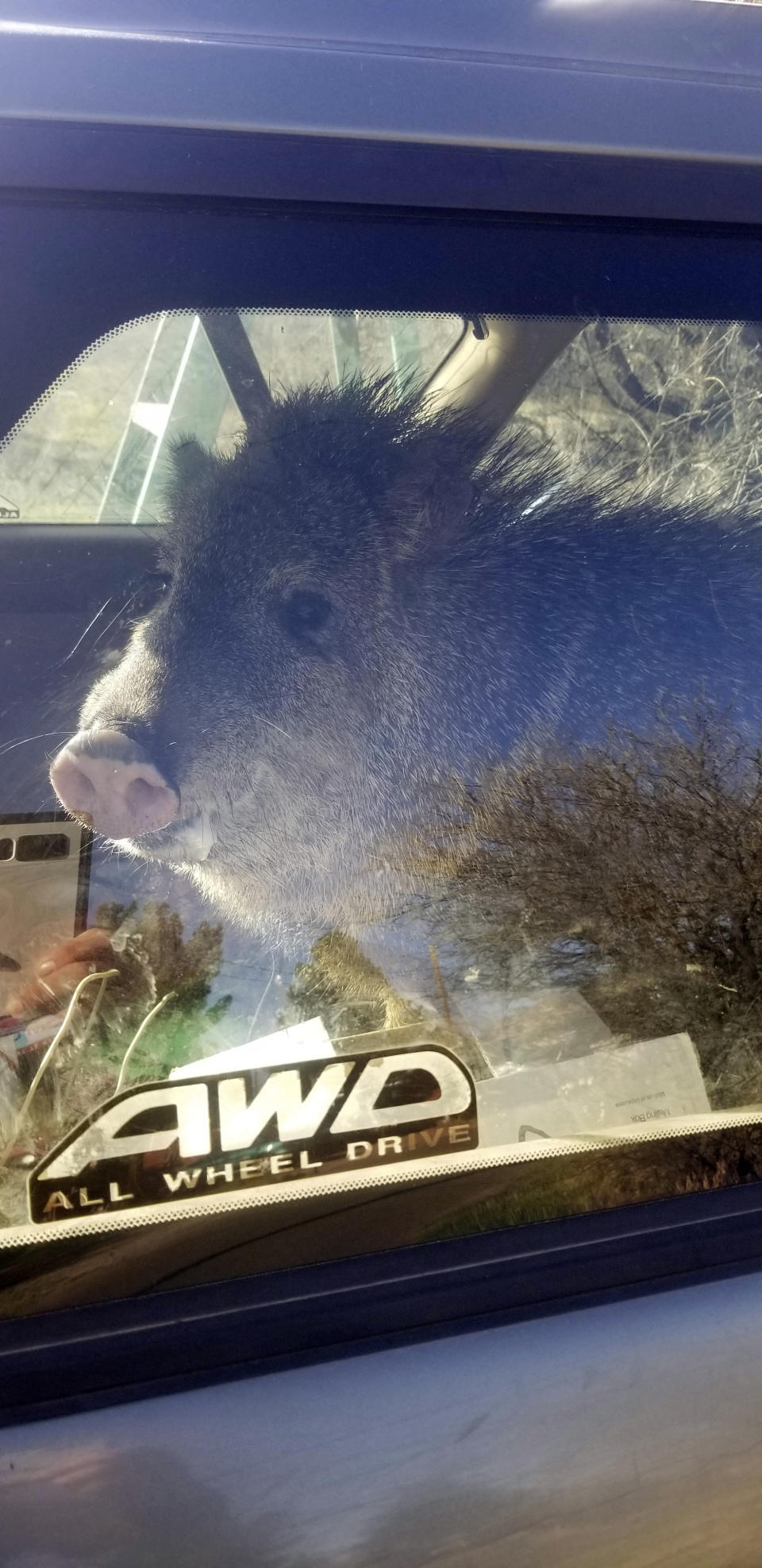 In this photo provided by the Yavapai County Sheriff’s Office, a javelina is seen inside a Subaru station wagon in Cornville, Ariz., Wednesday, April 6, 2022. Sheriff's deputies in Yavapai County responded to the call in the community 10 miles south of Sedona, Ariz., about the javelina stuck in a car. The animal had jumped in to get to a bag of Cheetos when the hatch closed. (Yavapai County Sheriff's Office via AP)