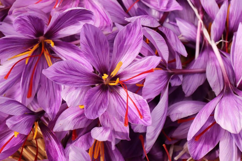 crocus sativus, commonly known as saffron crocus, or autumn crocus the crimson stigmas called threads, are collected to be as a spice it is among the worlds most costly spices by weight nature concept