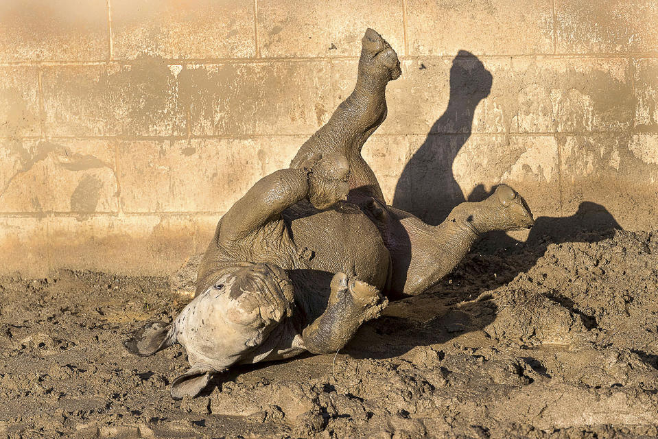 This Monday, Dec. 9, 2019 photo from the San Diego Zoo shows a 19-day old white rhino that has been named Future for what the baby represents to rhino conservation worldwide, at San Diego Zoo Safari Park in Escondido, Calif. The calf is bonding with her mother and frolicking in the maternity yard left wet by recent storms. "Future's new favorite thing is mud," zookeeper Marco Zeno said in a statement. "She sees a puddle and she wants to roll in it!" The female southern white rhino was born Nov. 21 to to an 11-year-old mother named Amani. (Ken Bohn/San Diego Zoo via AP)