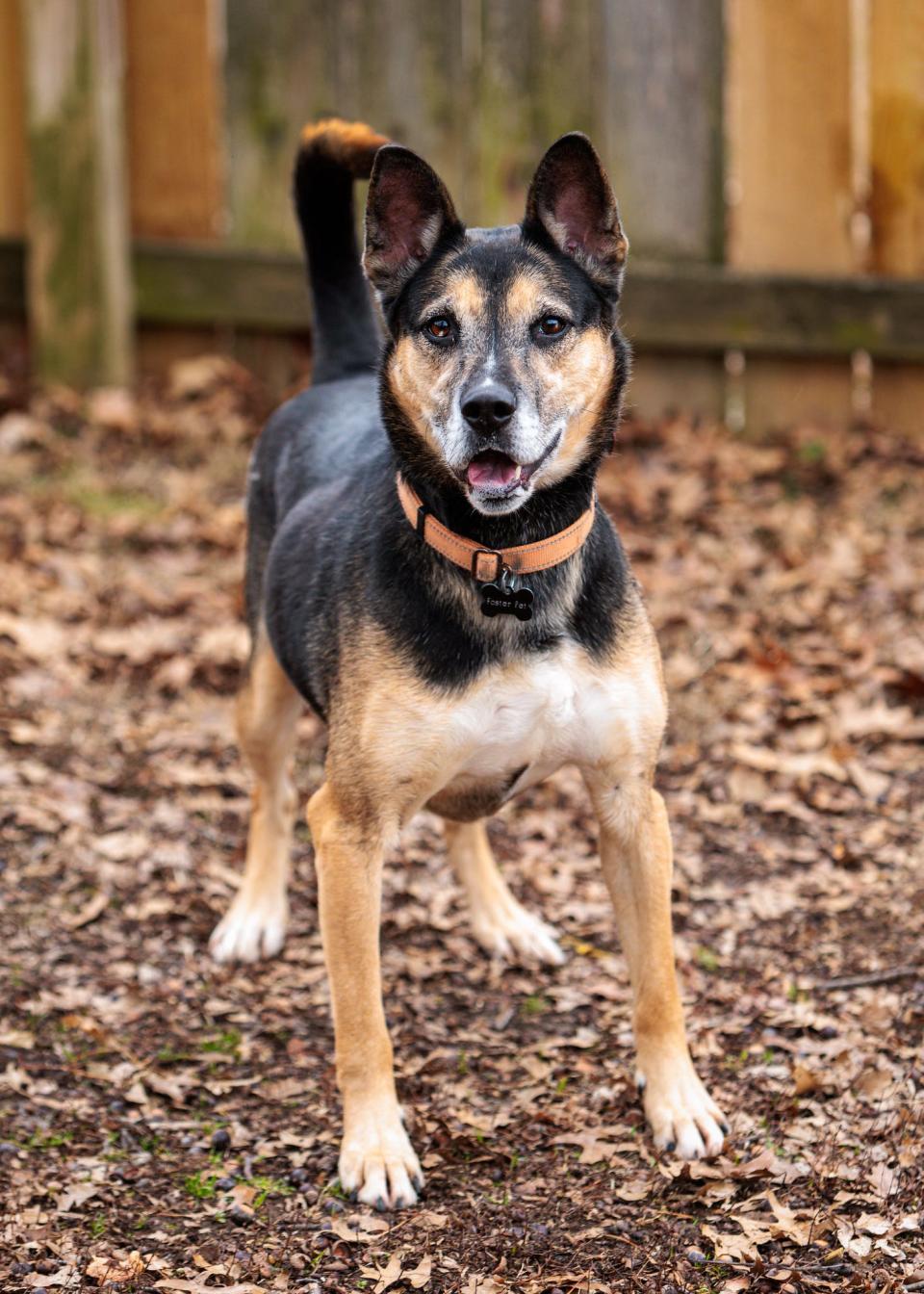 Bagel, age 5, is a Shepherd available for adoption at Kentucky Humane Society