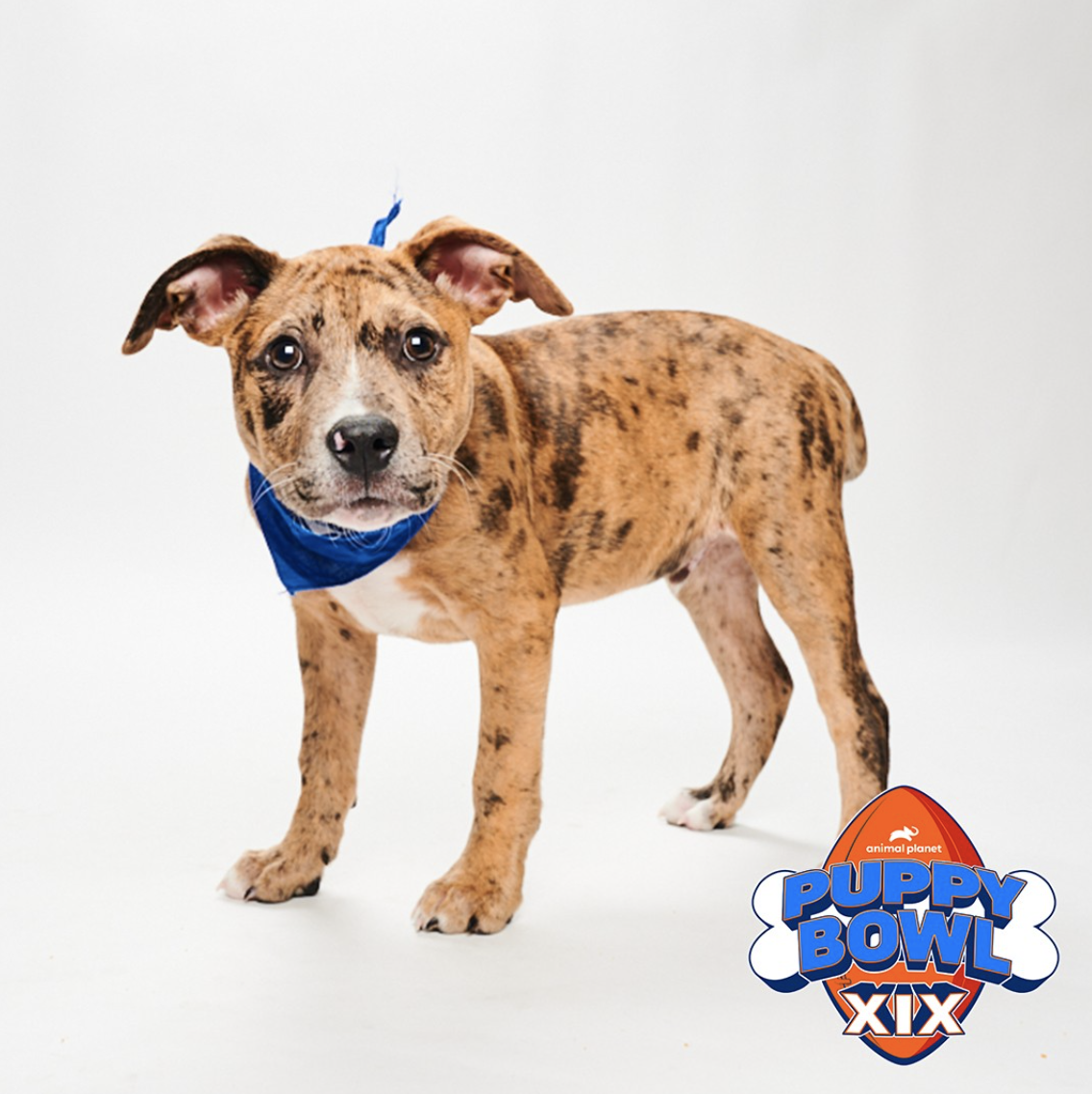 One of the not-so fierce competitors from Puppy Bowl XIX. (Photo: Instagram)