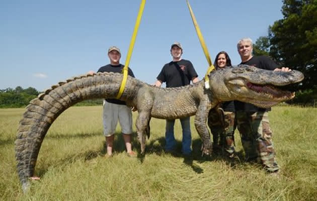 Yahoo News - Jimmy Greer, of Canton, Dalco Turner, of Gluckstadt, and Jennifer Ratcliff and John Ratcliff, of Canton, pose by their record setting catch, a 741.5-pound male alligator, caught Sunday morning, Sept. 8, 2013, in a backwater area of the Mississippi River near Port Gibson, Miss. (Brian Albert Broom/AP/Clarion-Ledger)