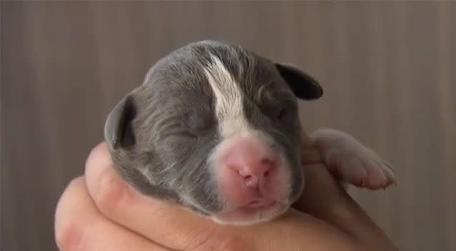 Mr Primmer managed to bring one of the tiny pups back to life after a 40 minute battle. Source: 7News