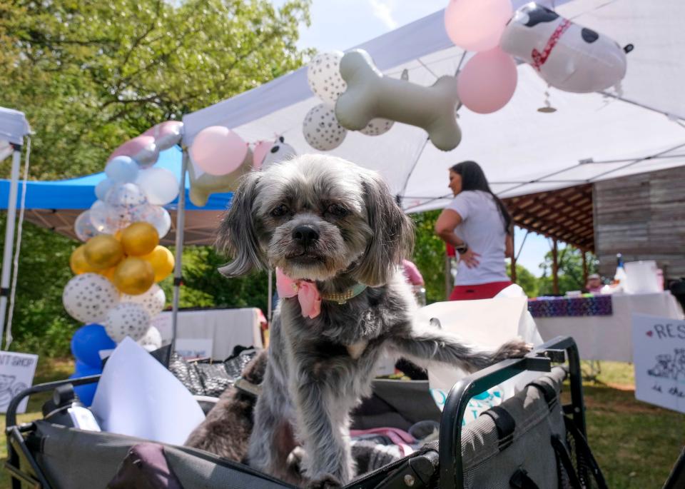 April 6, 2024; Tuscaloosa, Alabama, USA; Stella, a Shih Tzu mix stands in a stroller during Bark in the Park at Sokol Park Saturday.