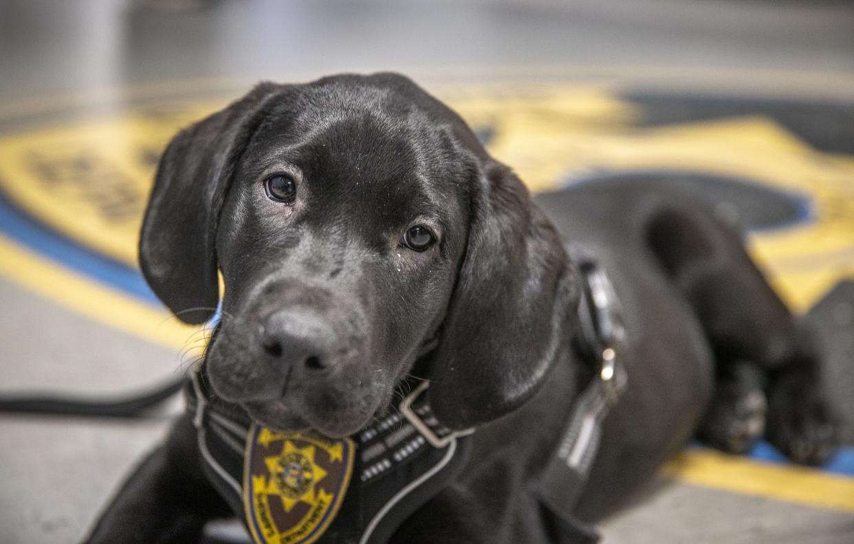 The Wood County Sheriff's Office's youngest member, 12-week-old black lab Lola, sits in her workplace on Feb. 15 at the Wood County Jail in Wisconsin Rapids. Lola is in training to become the department's first therapy dog.