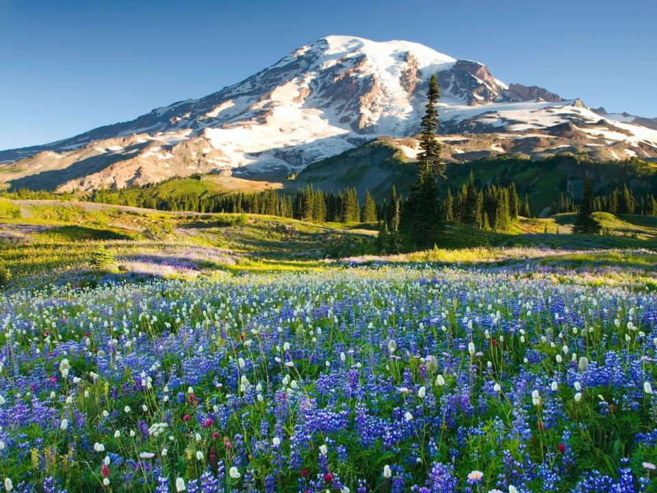 Wildflowers bloom in Mount Rainier National Park.