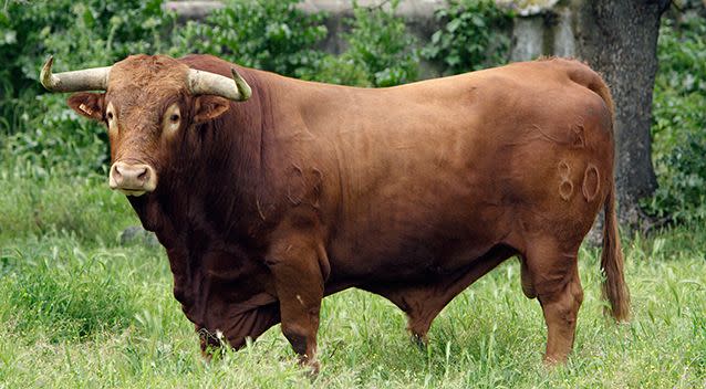 The farm worker was killed by a bull. Photo: AAP / Stock
