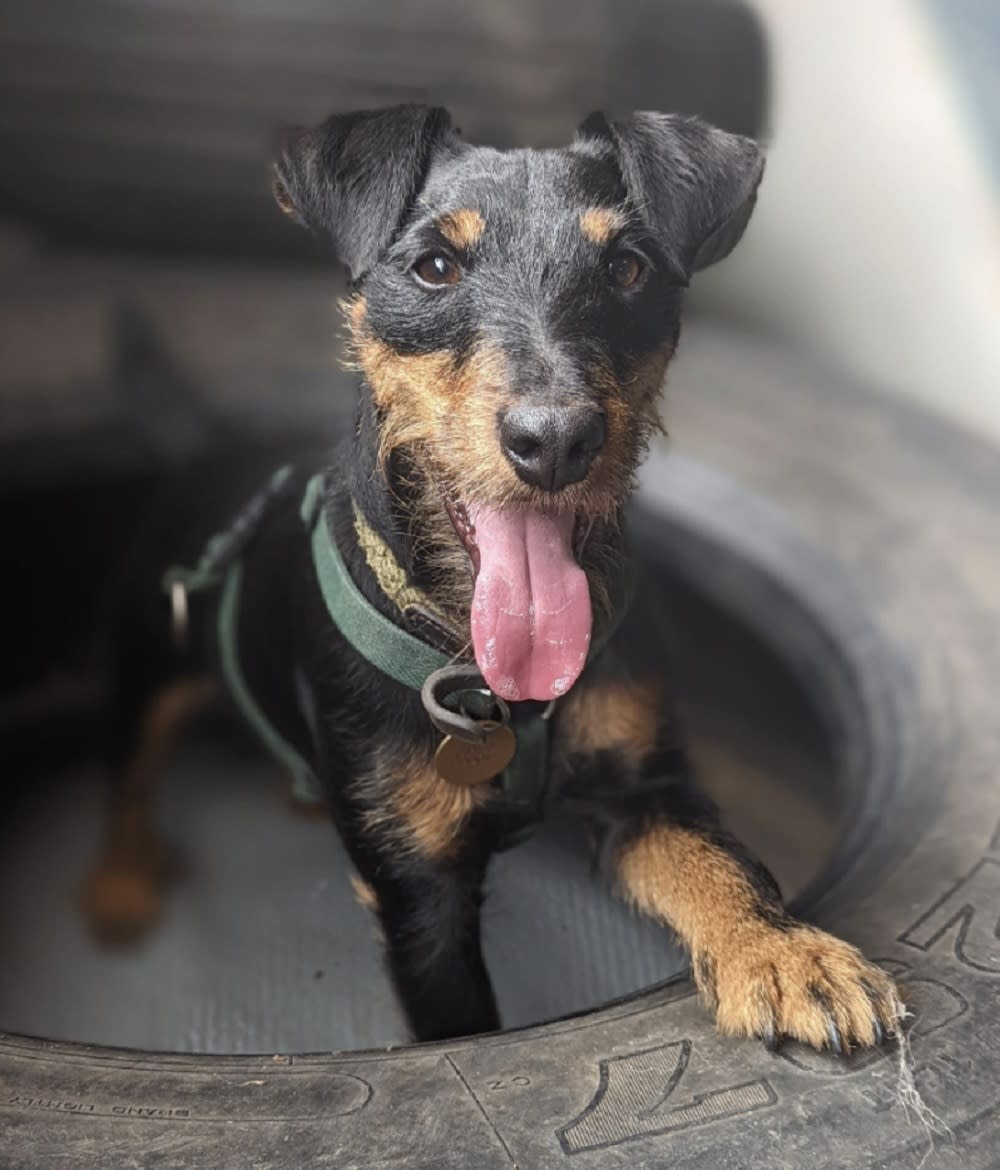 Dog looking at the camera with tongue sticking out