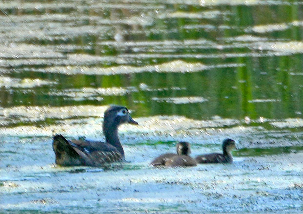 A wood duck and its ducklings move along the water off Sunset Beach Lane in the Sensiba State Wildlife Area in Suamico, Wis.