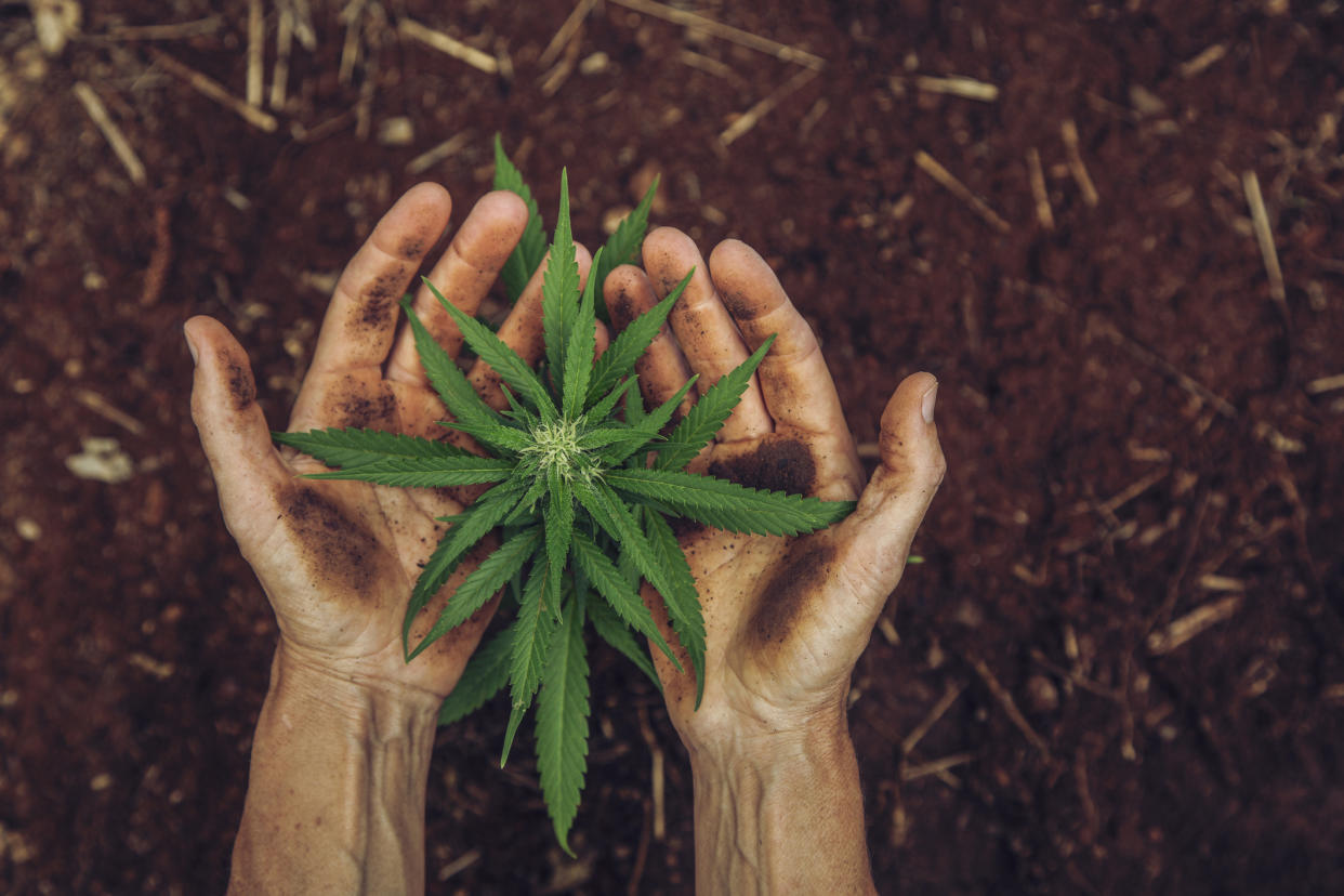 Hemp has been hailed by experts as a 'wonder' crop. (Getty Images)