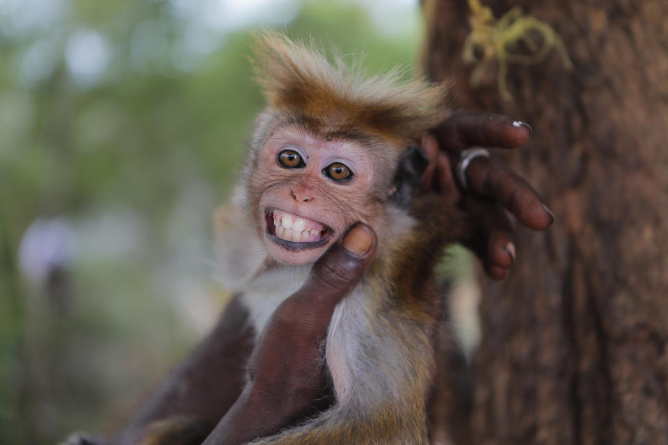 A Sri Lankan Telugu Masannage Tharmaraja pets a monkey named Punchirala, or little master, in their colony in Nachchikulama, Sri Lanka, Tuesday, June 9, 2020. Sri Lanka's Telugu community, whose nomadic lifestyle has increasingly clashed with the modern world, is facing another threat that could hasten its decline: the COVID-19 pandemic. (AP Photo/Eranga Jayawardena)