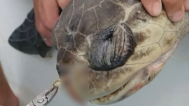 2018年網上瘋傳海龜遭飲管塞鼻的相片，令市民反思膠飲管造成的污染問題。（網上圖片）