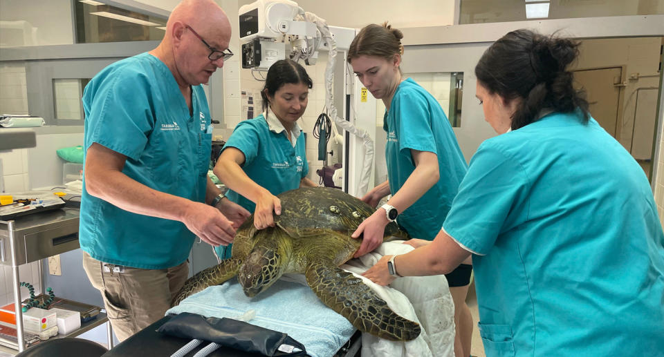Medical team at Taronga Zoo Hospital helping large sea turtle before operation. 