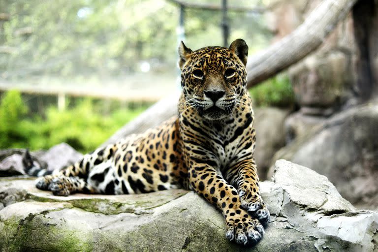 Mañana abrirá el Bioparque de La Plata