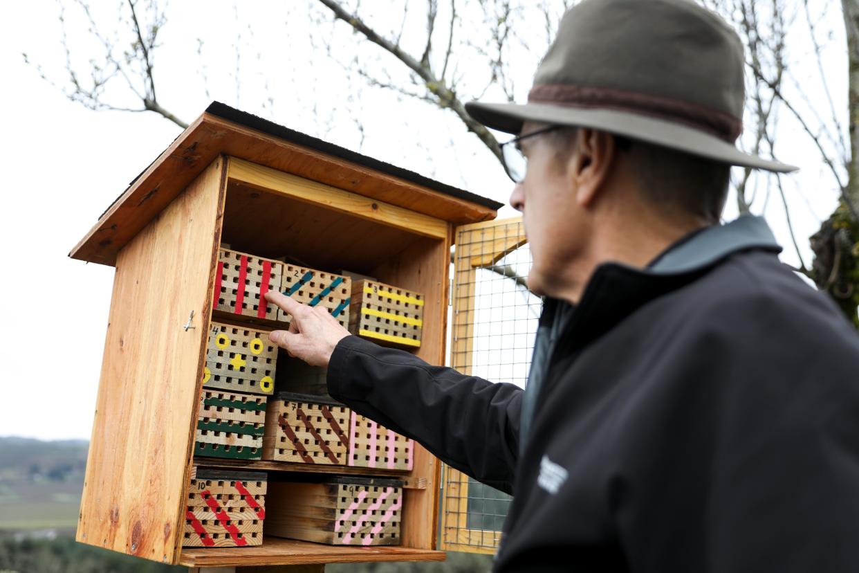 Stephen Paisley works as the volunteer bee expert for Willamette Valley Vineyards in Turner. The mason bee house provides an area for the bees to nest and the females to lay eggs.