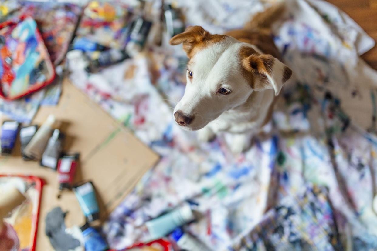 Small dog sitting on the floor covered in rags with paint on it