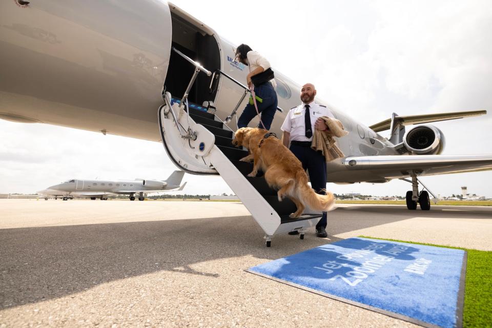 BARK Air takes away the stress of air travel for dogs and their owners.