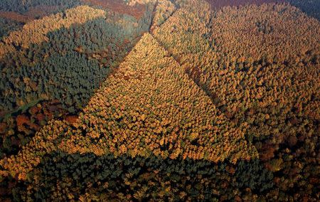 An aerial view shows a mixed forest on a sunny autumn day in Recklinghausen, Germany, in this October 31, 2015 file photo. REUTERS/Ina Fassbender/Files