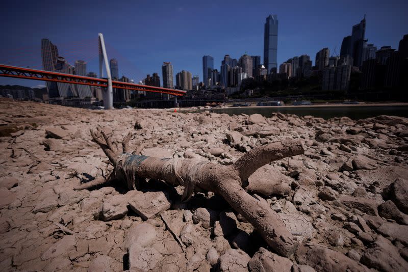 A tree trunk lies on the dried-up riverbed of the Jialing river that is approaching record-low water levels in Chongqing