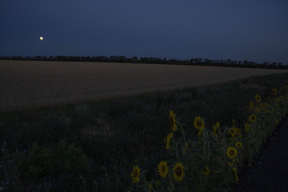FILE - The moon lights the sky on a grain field and sunflowers, on the road in Donbas region, eastern Ukraine, Tuesday, July 12, 2022. Military officials from Russia and Ukraine are set to hold a meeting in Istanbul to discuss a United Nations plan to export blocked Ukrainian grain to world markets through the Black Sea. Russia’s invasion and war disrupted production and halted shipments of Ukraine, one of the world’s largest exporters of wheat, corn and sunflower oil. (AP Photo/Nariman El-Mofty).