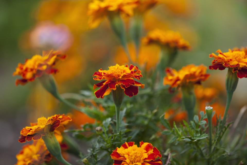 THE ELIZABETHAN GARDEN, KENILWORTH CASTLE, NEAR COVENTRY, CLOSE UP OF DARK ORANGE MARIGOLD