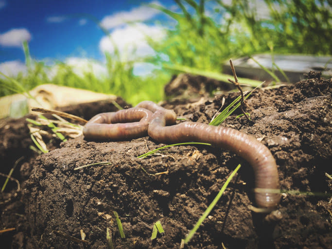 worm in dirt