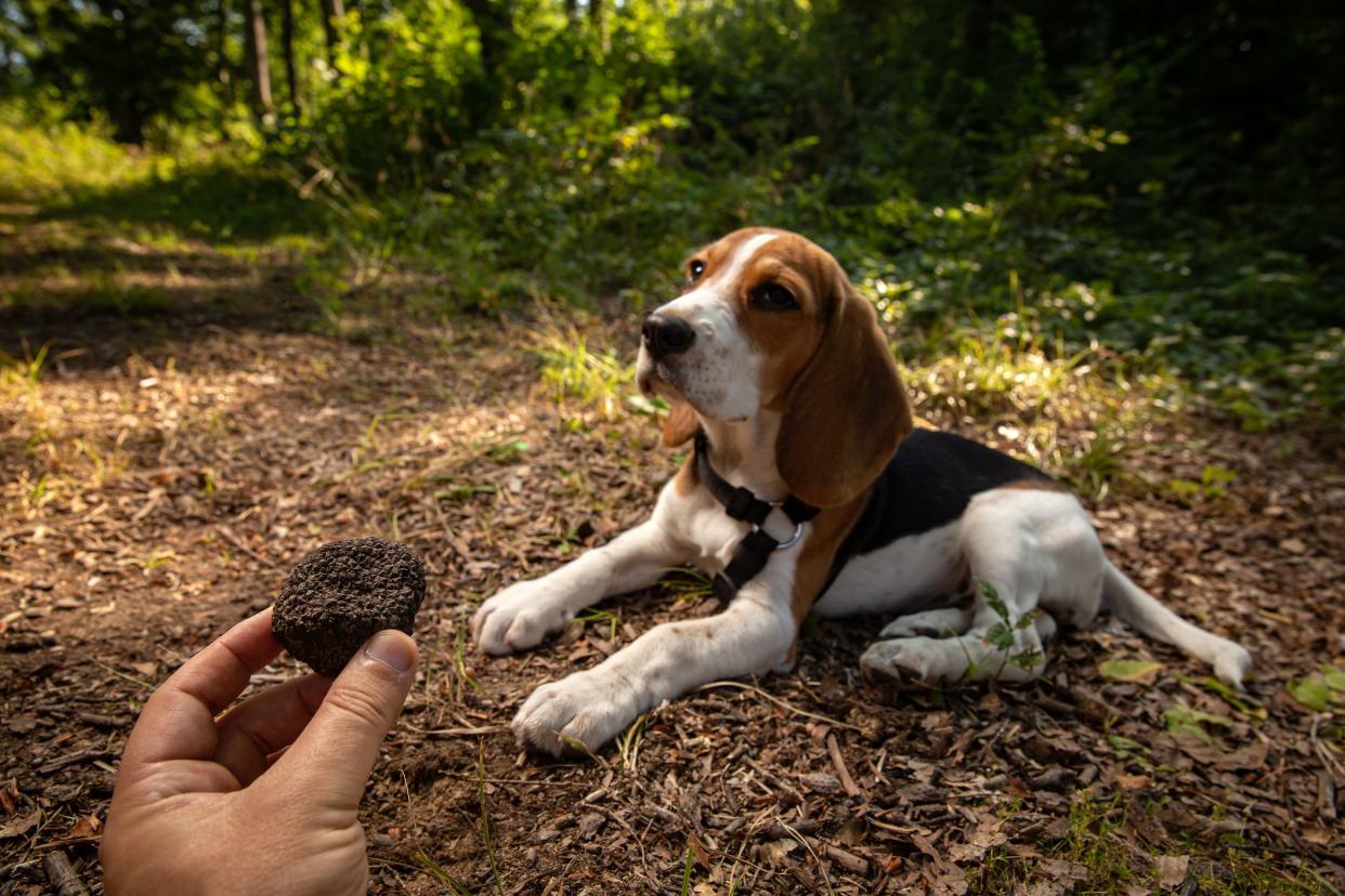 Just picked black truffles, dog in the background