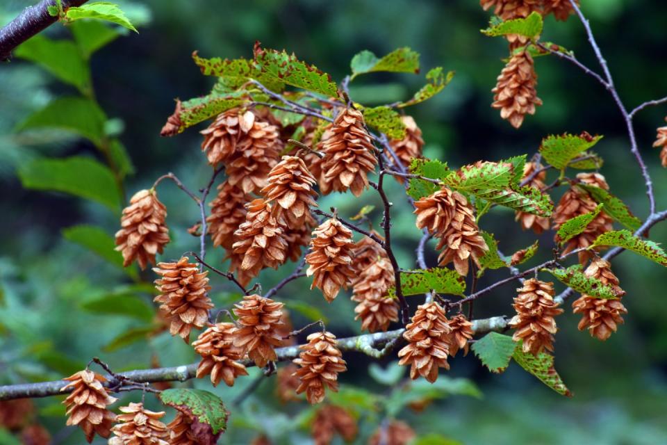 dried fruits of the american hophornbeam ostrya virginiana on a branch