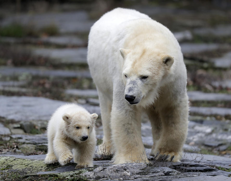 A female polar bear baby walks with its mother Tonja through their enclosure at the Tierpark zoo in Berlin, Friday, March 15, 2019. The still unnamed bear, born Dec. 1, 2018 at the Tierpark, is presented to the public for the first time. (AP Photo/Markus Schreiber)