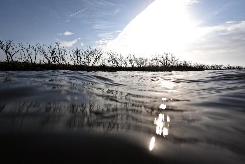 Dead black mangroves line a salt marsh near Aransas Pass Lydia Ann Lighthouse on April 18, 2024, in Port Aransas, Texas. Large portions of Lighthouse Lakes Paddling Trail is surrounded by the dead shrubs.